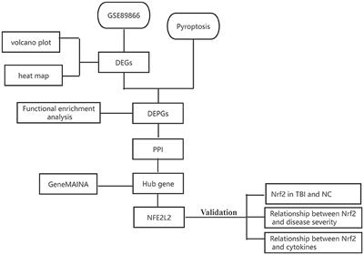 Nrf2 functions as a pyroptosis-related mediator in traumatic brain injury and is correlated with cytokines and disease severity: a bioinformatics analysis and retrospective clinical study